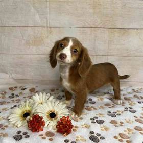 Dachshund