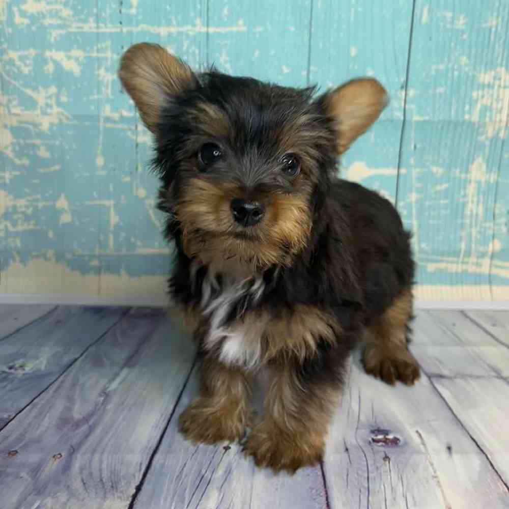 Image of a pet breed in the gallery