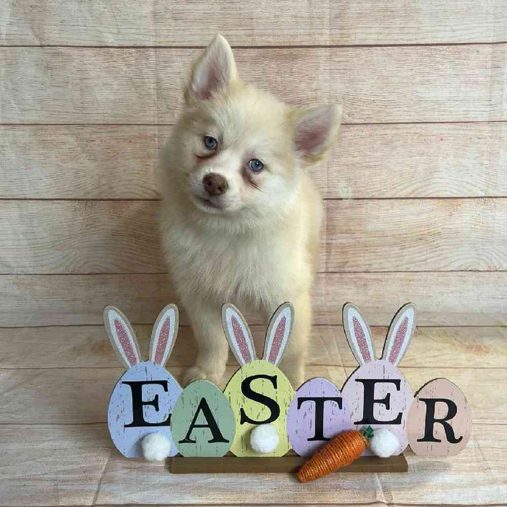 carousel pet images