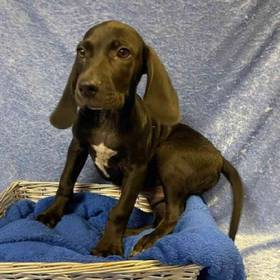 Weimaraner/Beagle