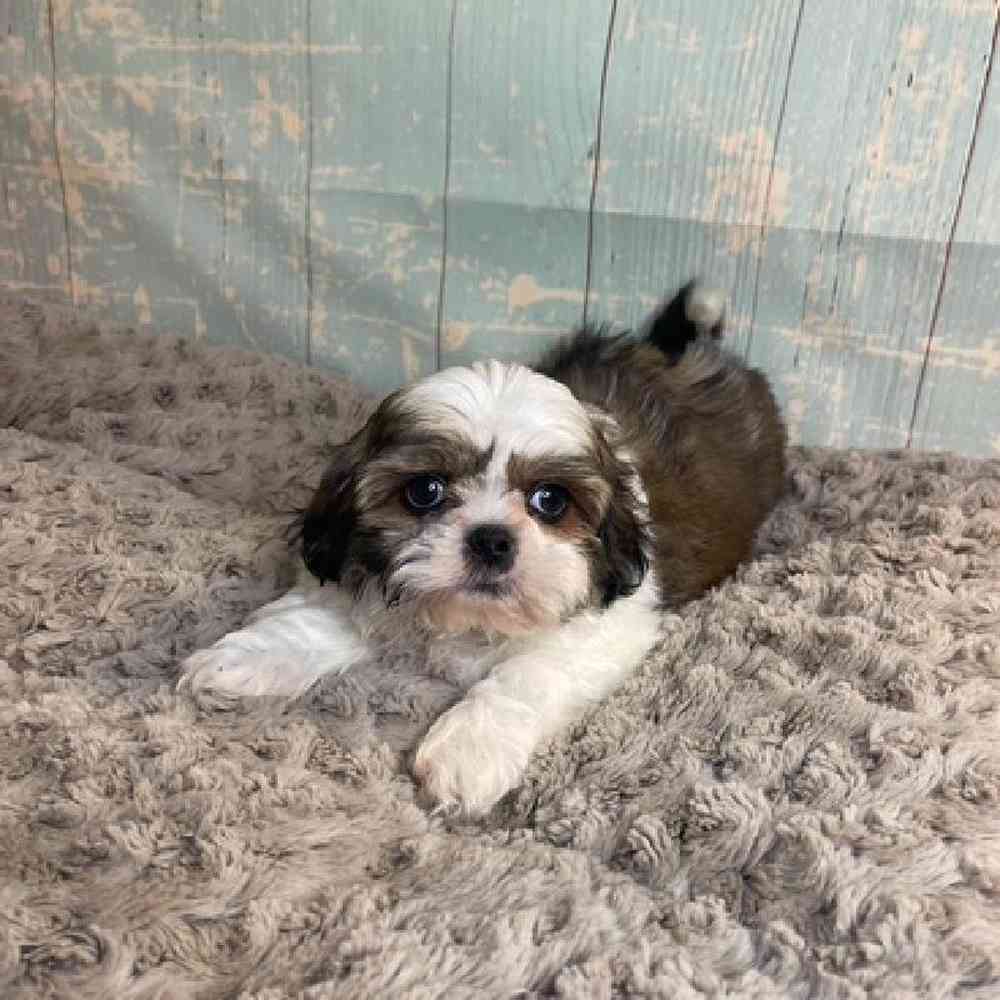 carousel pet images
