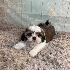 Shih Tzu