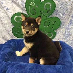 Shiba Inu