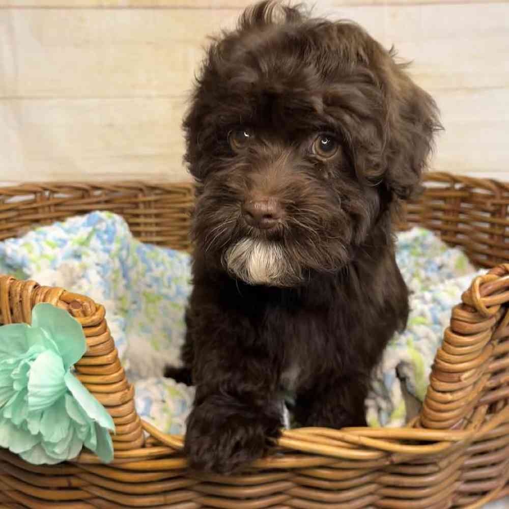 carousel pet images