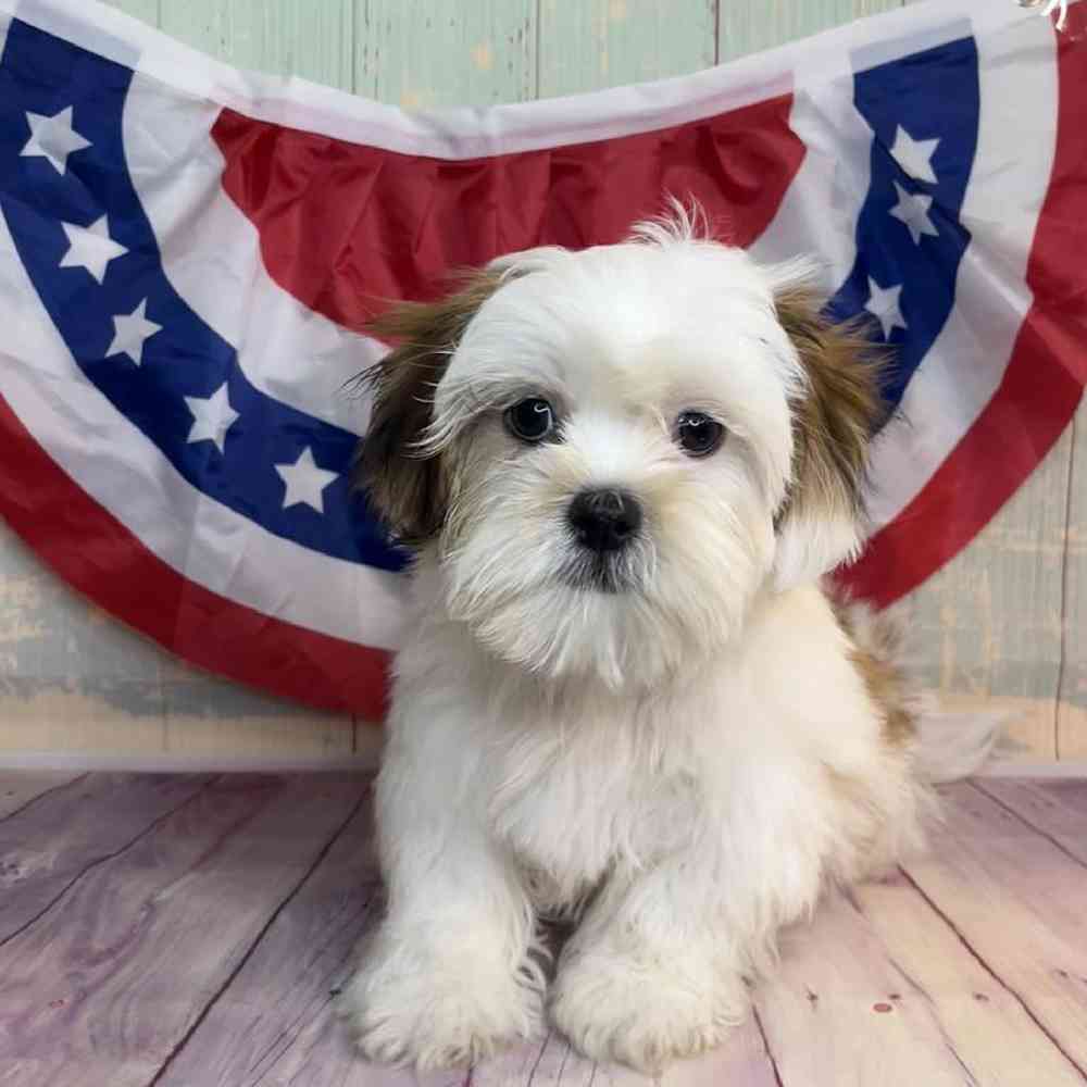 Image of a pet breed in the gallery