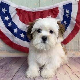 Havanese