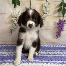 Miniature Australian Shepherd
