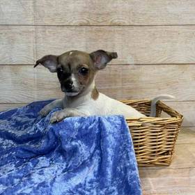 Chihuahua