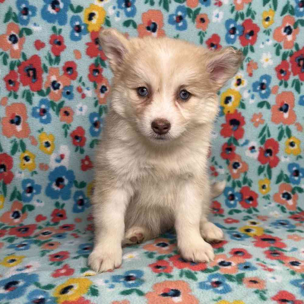 carousel pet images