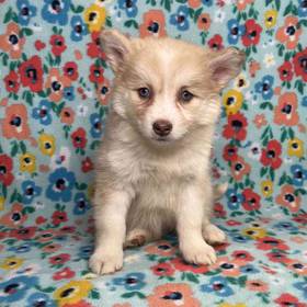 Pomeranian/Siberian Husky