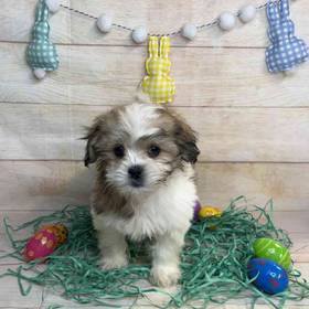ShihTzu/Poodle