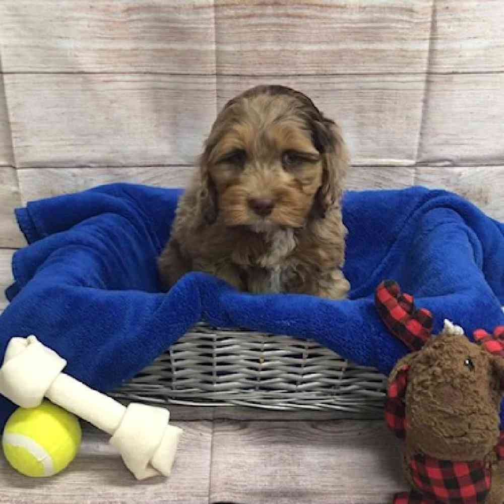 carousel pet images