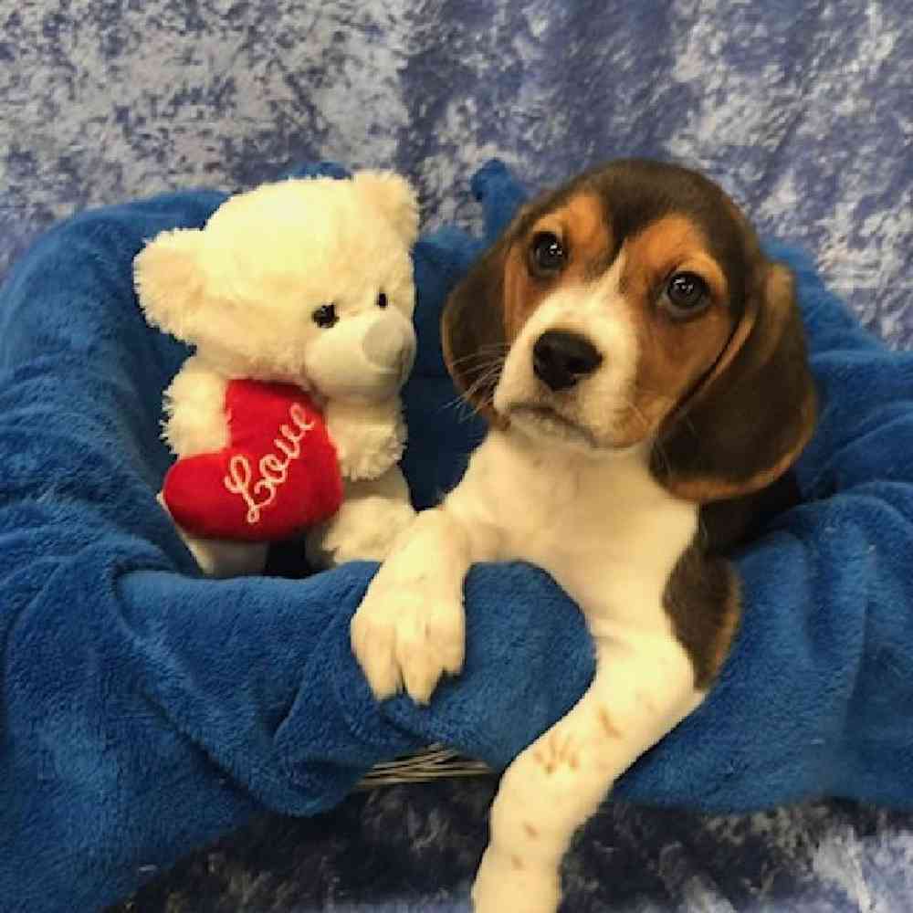 Male Beagle Puppy for Sale in OMAHA, NE