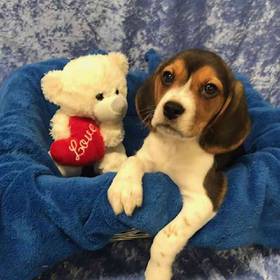 Beagle
