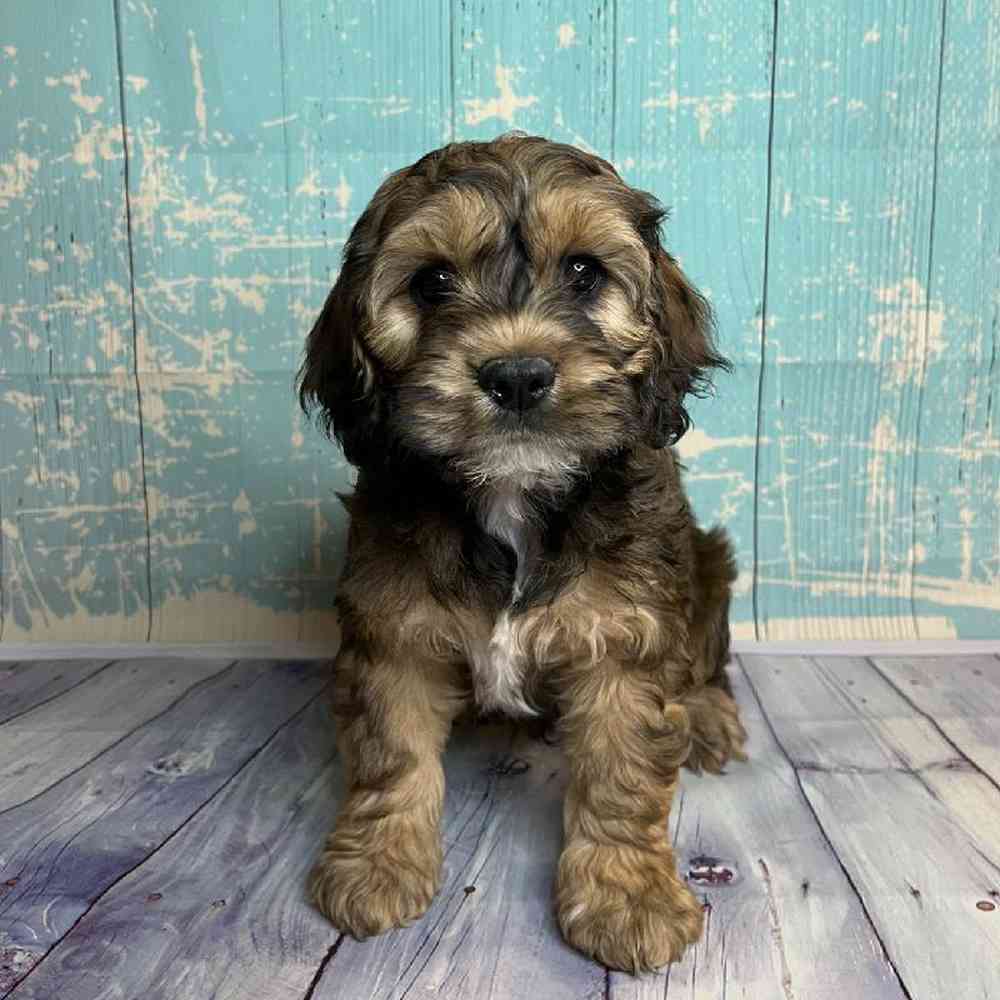 Image of a pet breed in the gallery