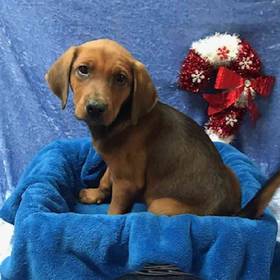 Australian Shepherd-Redbone Coonhound