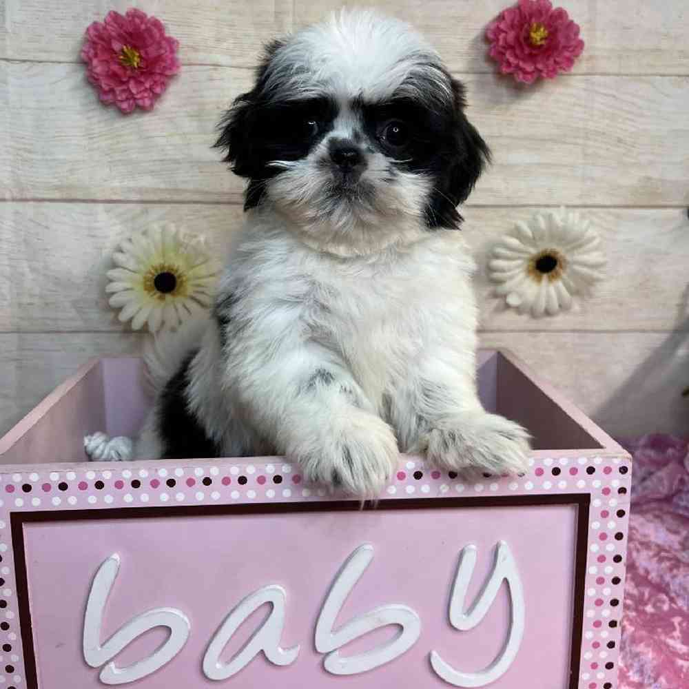 carousel pet images