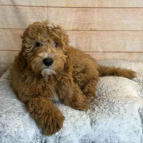 Golden Retriever/ Poodle