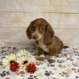Dachshund