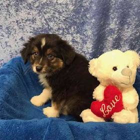 Miniature Australian Shepherd