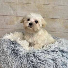 Maltese-Poodle