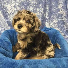 Labrador Retriever/ Miniature Poodle