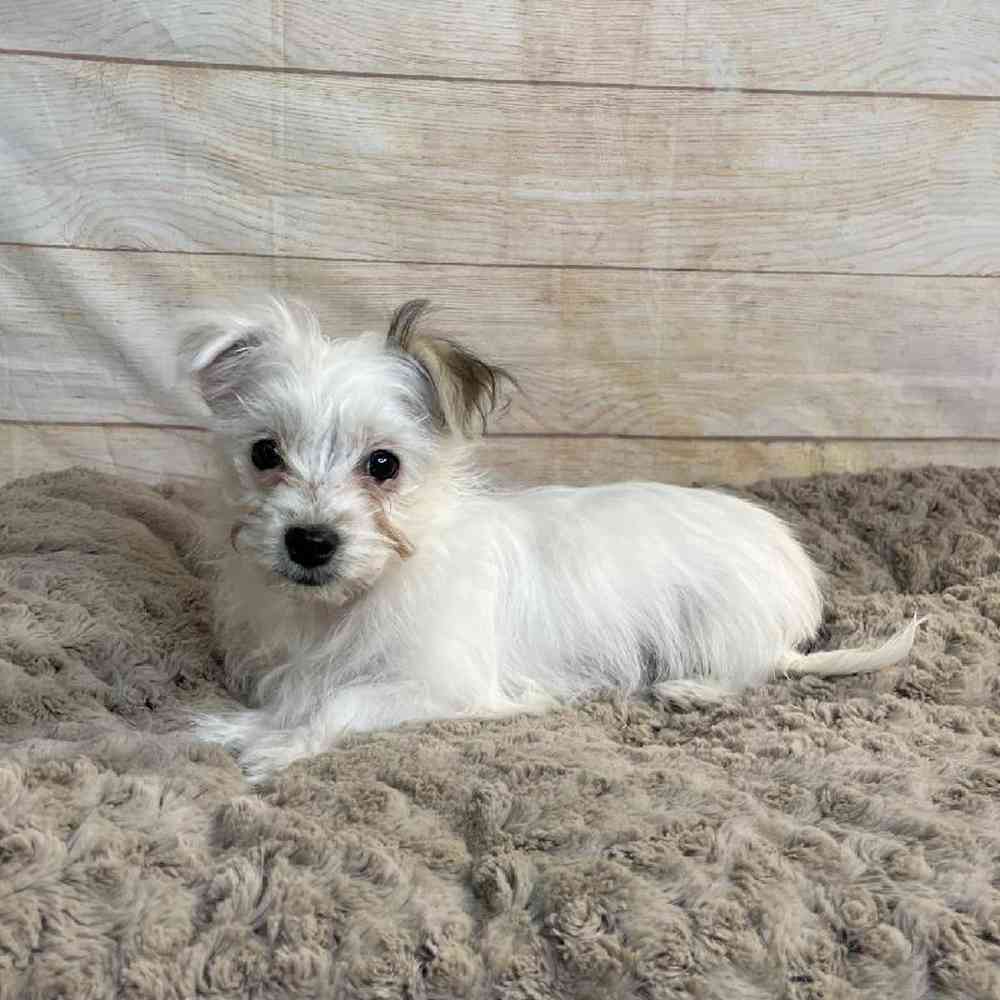 Image of a pet breed in the gallery