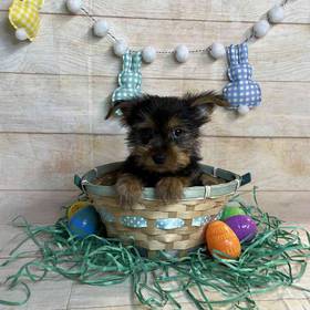 Yorkshire Terrier