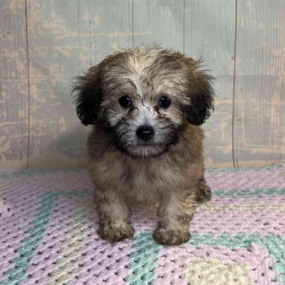 Image of a pet breed in the gallery