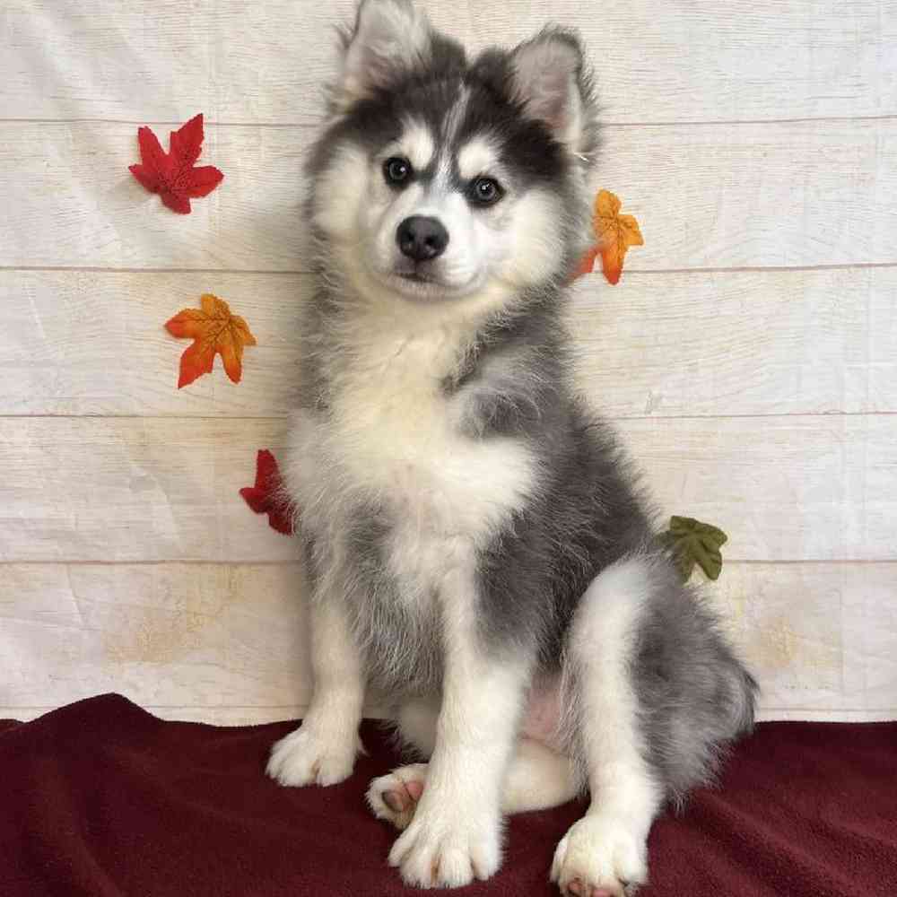 carousel pet images