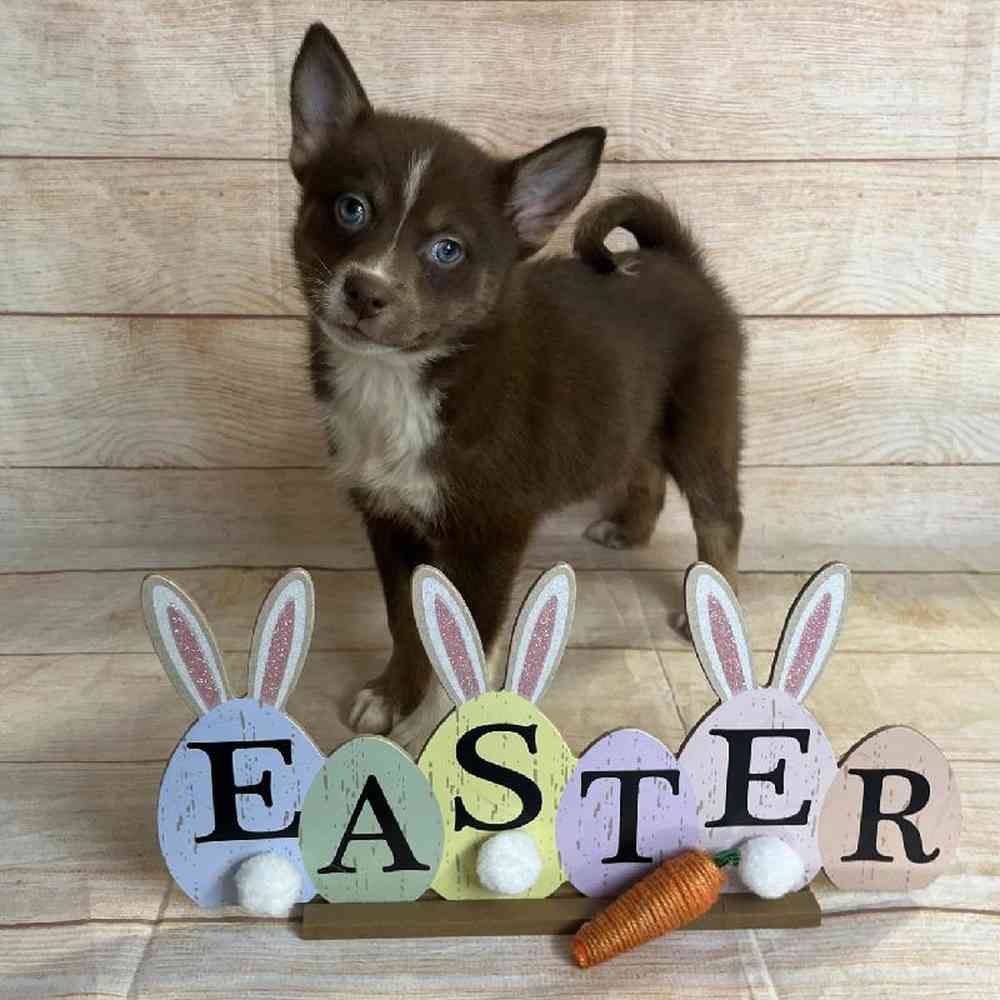 carousel pet images