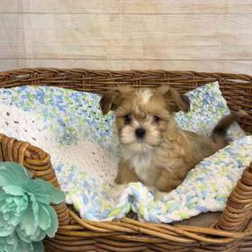 Havanese