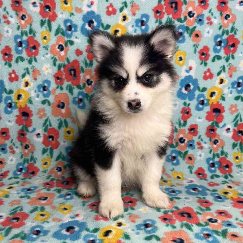carousel pet images