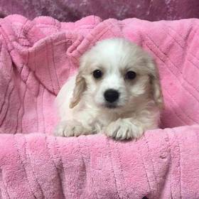 Cavalier King Charles Spaniel/ Bichon Frise