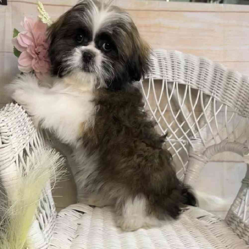 carousel pet images