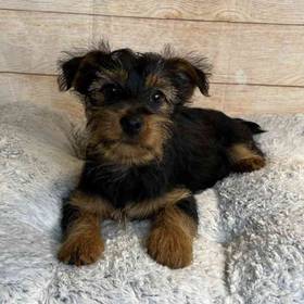 Yorkshire Terrier/Silky Terrier