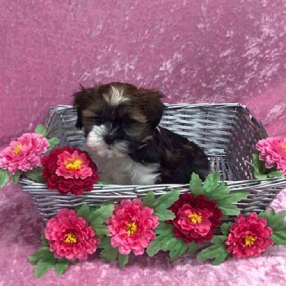 carousel pet images