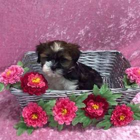 Havanese