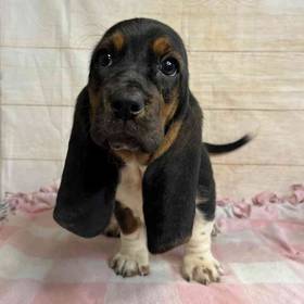 Basset Hound