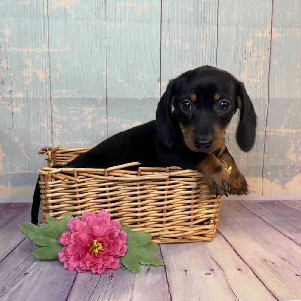 Image of a pet breed in the gallery