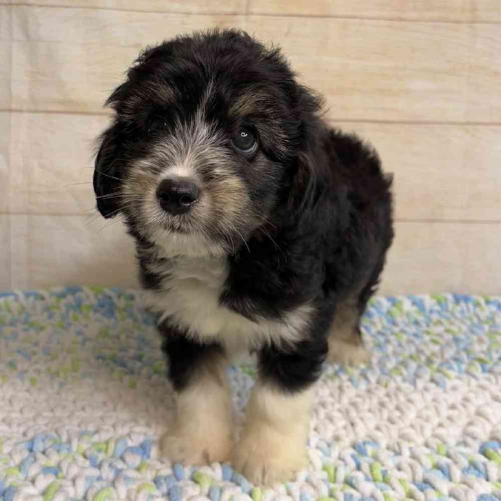 Image of a pet breed in the gallery