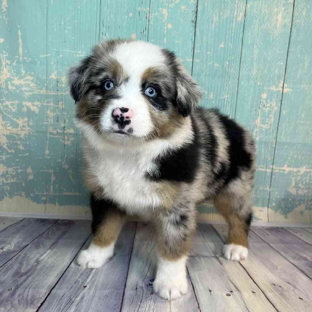 carousel pet images