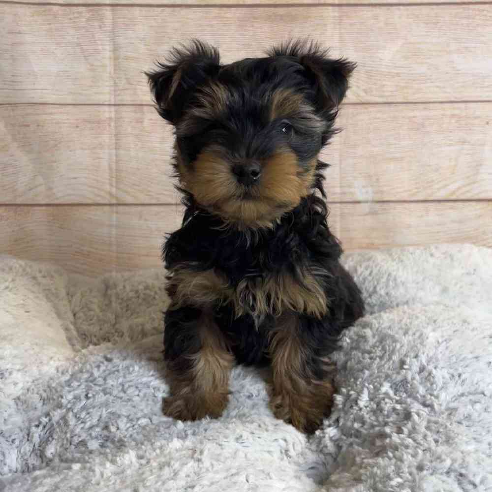 Male Yorkshire Terrier/Silky Terrier Puppy for Sale in OMAHA, NE