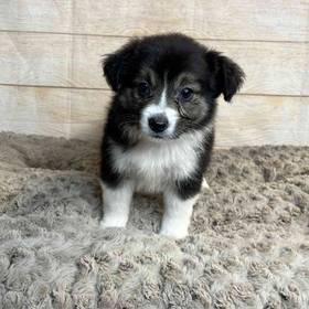 Miniature Australian Shepherd