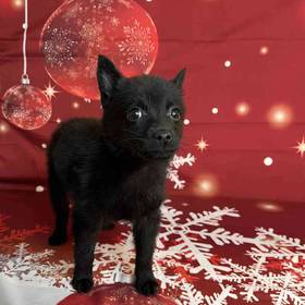 Schipperke