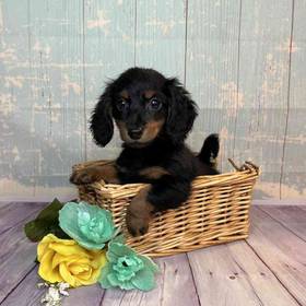 Dachshund