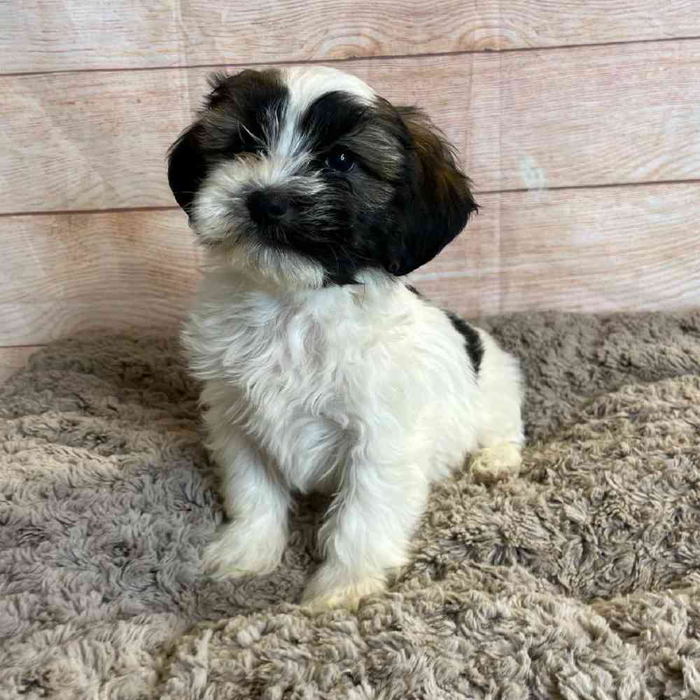 carousel pet images