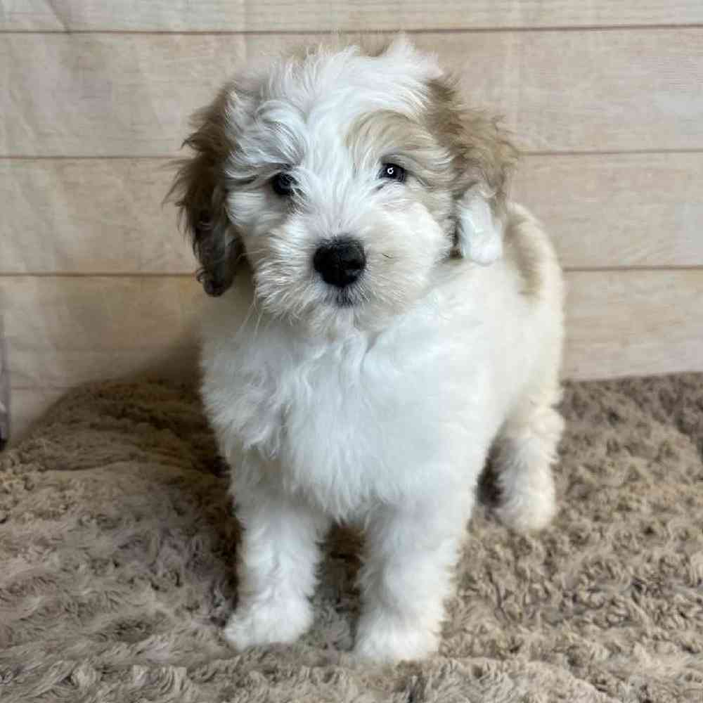 carousel pet images