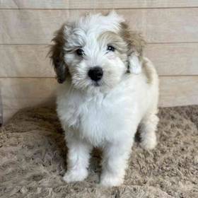 Old English Sheepdog/Poodle