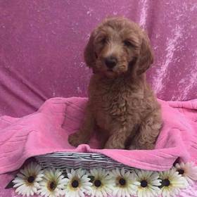 Golden Retriever/ Poodle